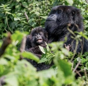Gorilla trekking in Rwanda