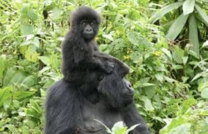 Gorilla Trekking Uganda vs Rwanda