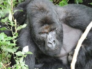 Gorilla Trekking Uganda vs Rwanda