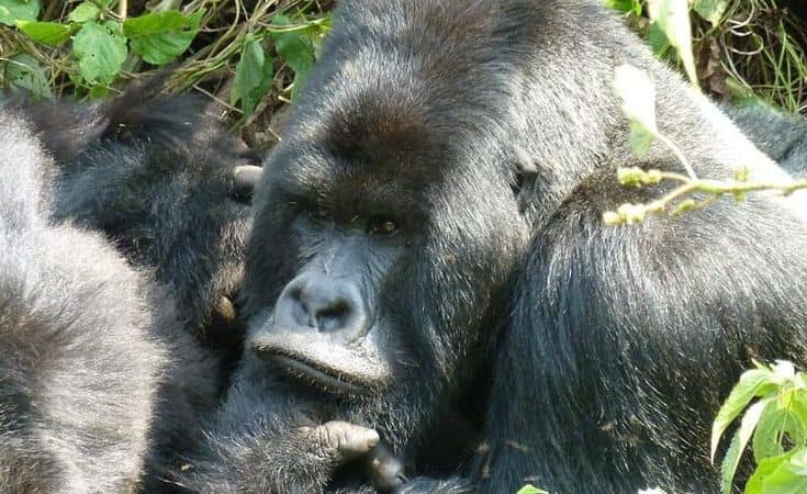 IMG-20250616-WA0086 Gorilla Trekking Uganda vs Rwanda