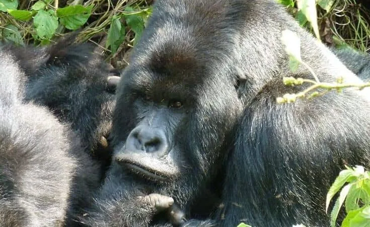 IMG-20250616-WA0086 Gorilla Trekking Uganda vs Rwanda
