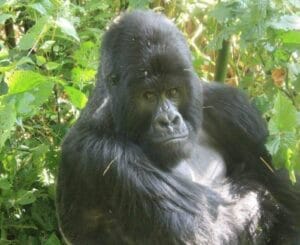 Gorilla Trekking Uganda vs Rwanda