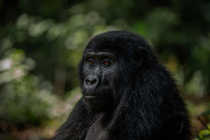 Gorilla trekking in Uganda