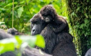  how to prepare for gorilla trekking in Uganda