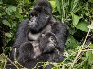  how to prepare for gorilla trekking in Uganda
