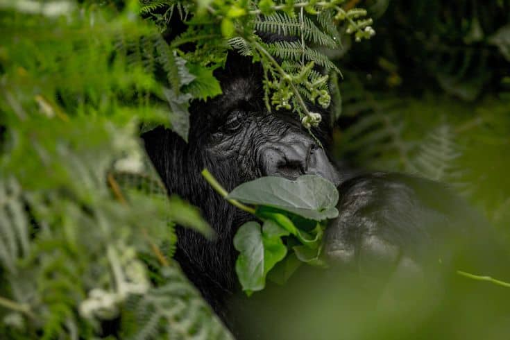 Gorilla Trekking with Drone Photography (Rules + Tips)