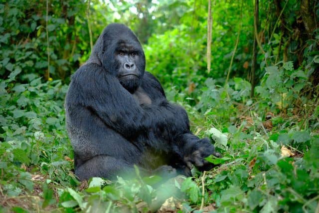 IMG-20250616-WA0098 best time of year for gorilla trekking in Rwanda