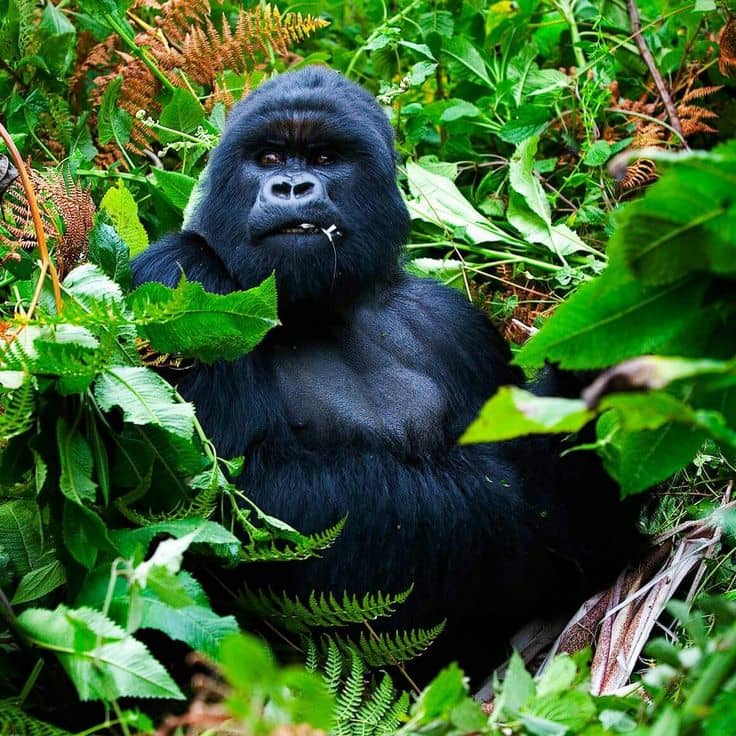 best time of year for gorilla trekking in Rwanda