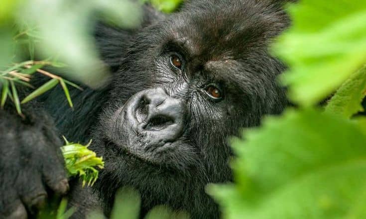 Gorilla trekking in Bwindi Impenetrable Forest