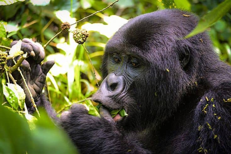 IMG-20250616-WA0102 Gorilla trekking in Bwindi Impenetrable Forest