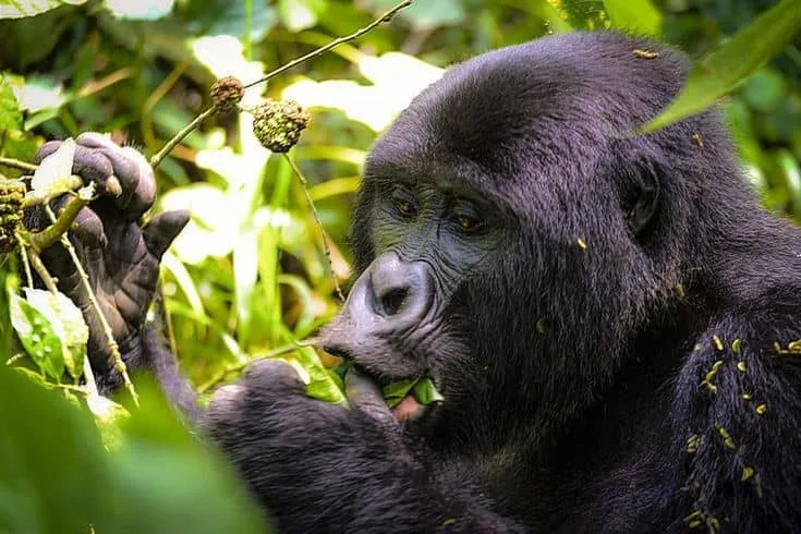 IMG-20250616-WA0102 Gorilla trekking in Bwindi Impenetrable Forest