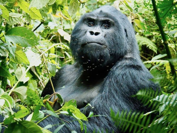 IMG-20250617-WA0066 Top Packing List for Gorilla Trekking in Uganda and Rwanda