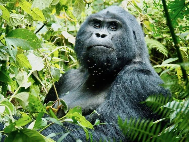 IMG-20250617-WA0066 Top Packing List for Gorilla Trekking in Uganda and Rwanda