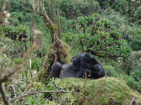 Gorilla Trekking Permits 