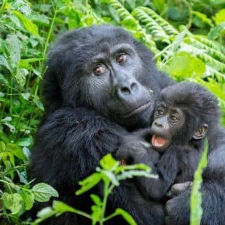 how much gorilla trekking costs in Uganda