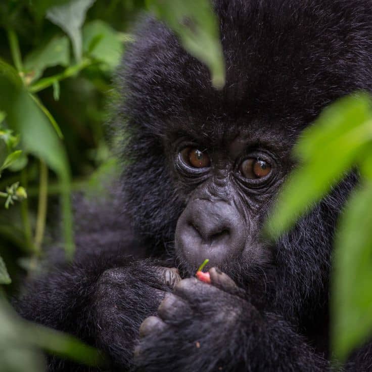 IMG-20250617-WA0075 how much gorilla trekking costs in Uganda
