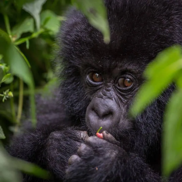 IMG-20250617-WA0075 how much gorilla trekking costs in Uganda