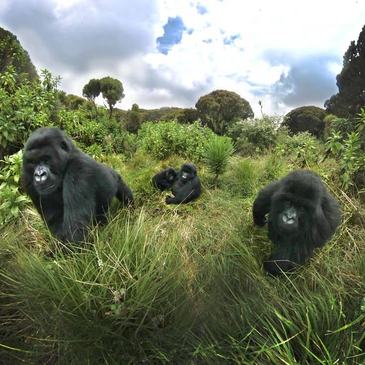 Luxury Gorilla Trekking in Rwanda