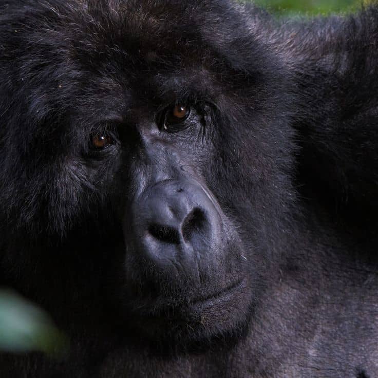 IMG-20250617-WA0079 Luxury Gorilla Trekking in Rwanda