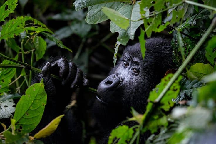 Budget Gorilla Trekking in Uganda