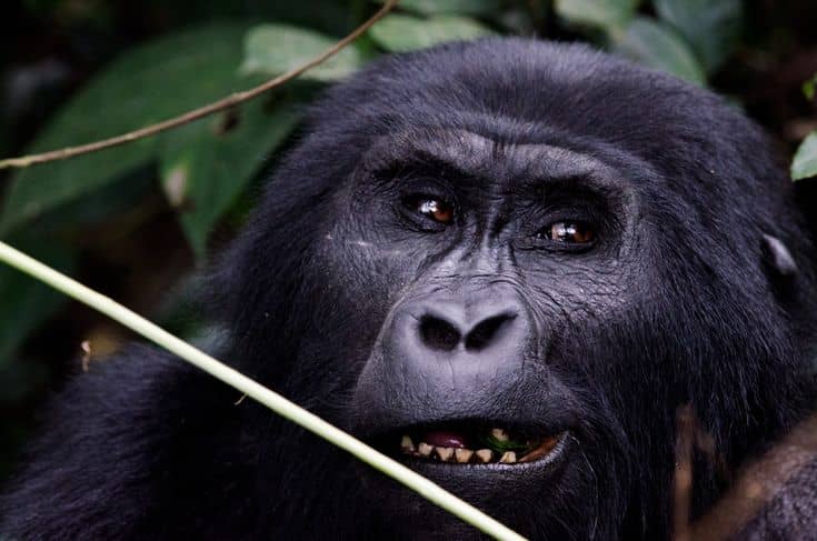 IMG-20250617-WA0086 Gorilla Trekking and Wildlife Safaris Combined