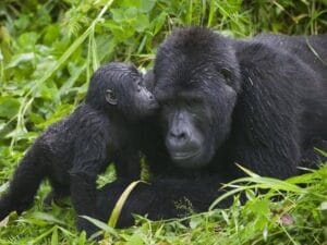 Gorilla Trekking and Cultural Experiences in Uganda