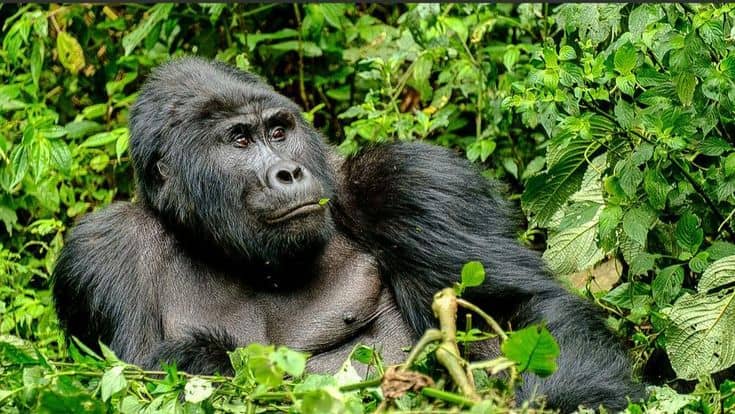 IMG-20250617-WA0092 Gorilla Trekking and Wildlife Safaris Combined