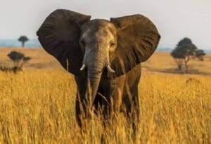 Gorilla Trekking and Wildlife Safaris Combined 