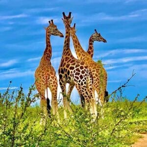 Gorilla Trekking and Wildlife Safaris Combined 