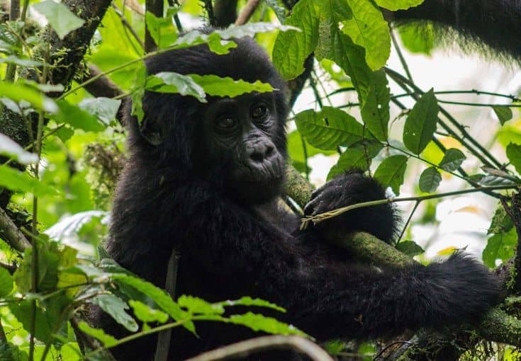 Best Gorilla Trekking Lodges in Uganda 