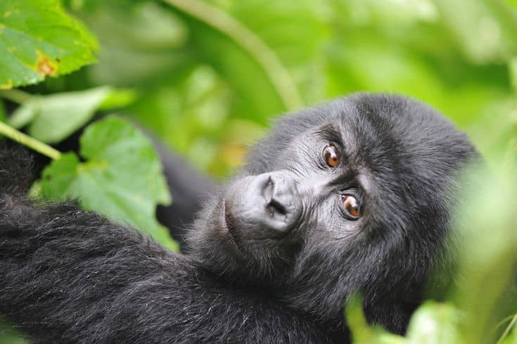 Family-Friendly Gorilla Trekking Adventures