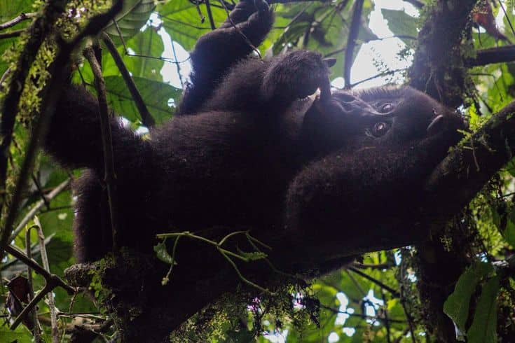 what it feels like to go gorilla trekking in Uganda