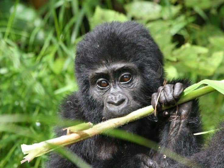 IMG-20250623-WA0133 Gorilla Trekking in Rwanda for Solo Travelers