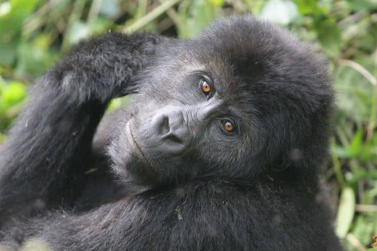Gorilla Trekking in Rwanda for Solo Travelers