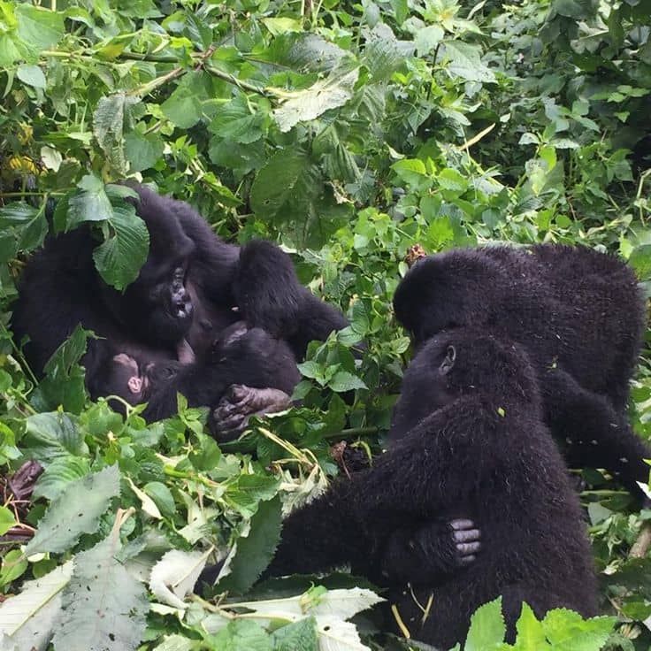 what to wear for gorilla trekking in Uganda