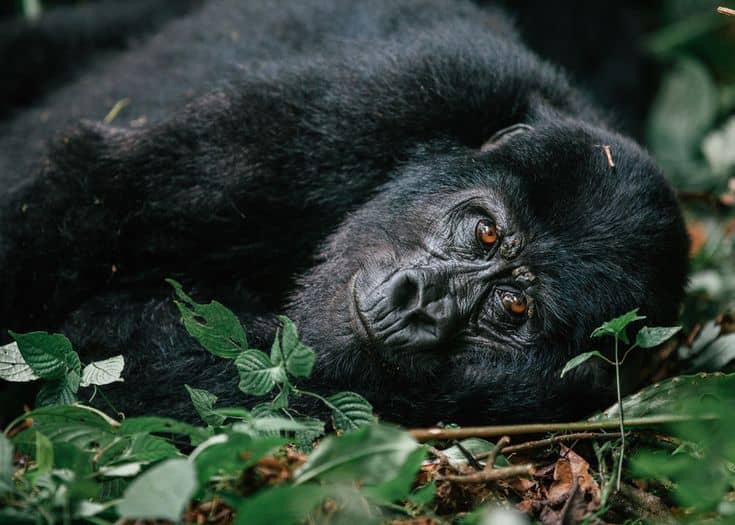 Is gorilla trekking safe in Uganda and Rwanda?