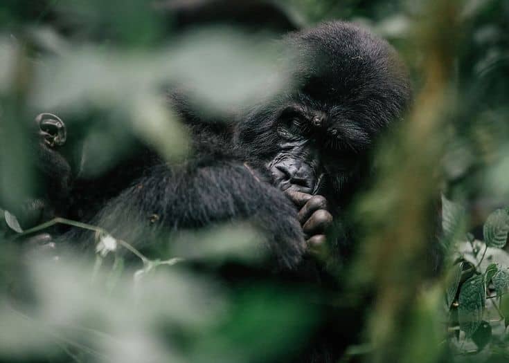 IMG-20250623-WA0148 Is gorilla trekking safe in Uganda and Rwanda?