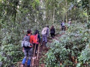 Gorilla trekking for photographers