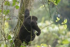 Gorilla trekking for photographers