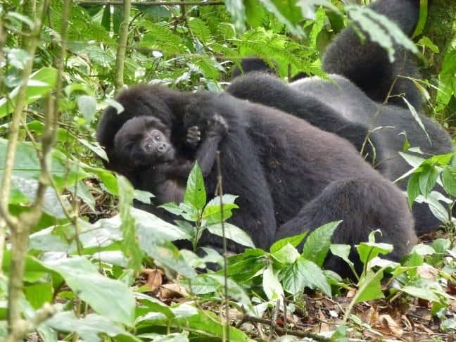 est itineraries for gorilla trekking tours 
