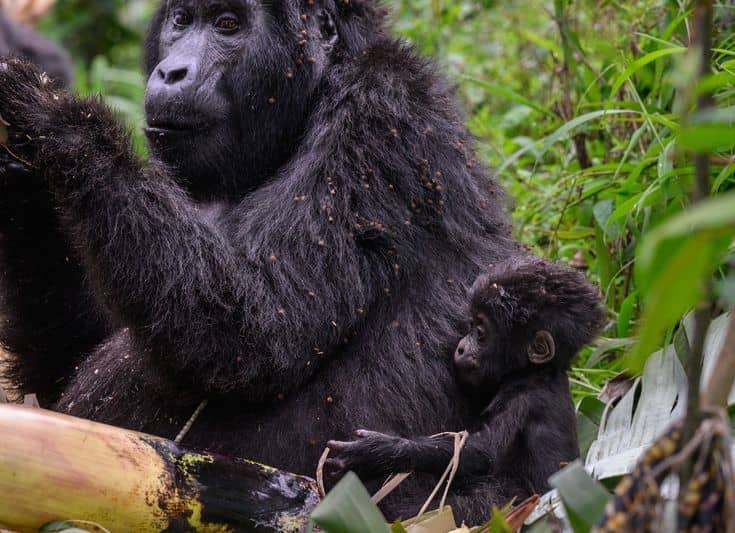 IMG-20250623-WA0160 est itineraries for gorilla trekking tours