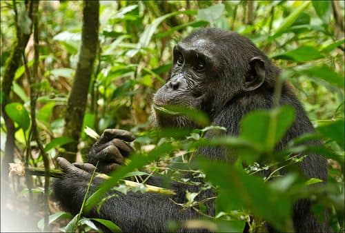 Uganda Gorilla Trekking and Chimpanzee Tracking Combo