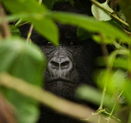 why gorilla trekking should be on your bucket list 