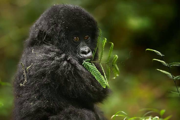 IMG-20250624-WA0060 why gorilla trekking should be on your bucket list