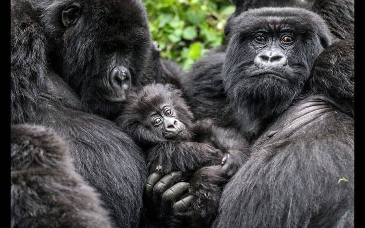 5 things you didn't know about gorilla trekking 
