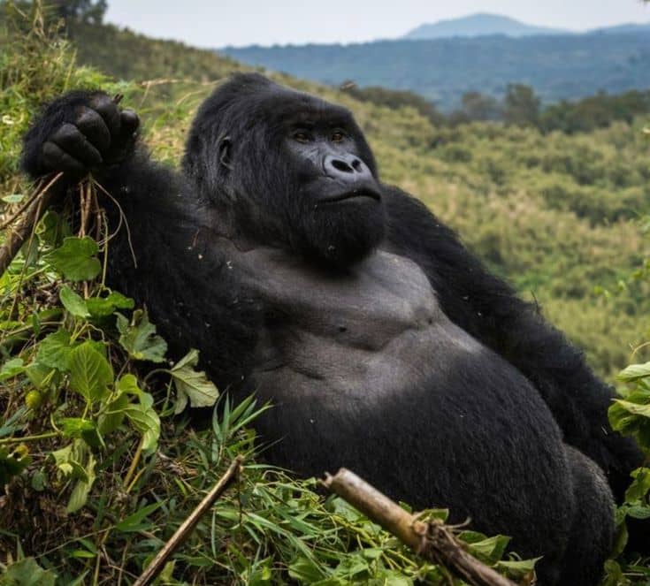 IMG-20250624-WA0065 5 things you didn't know about gorilla trekking