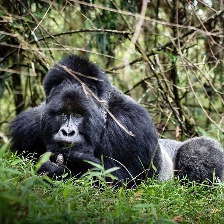 Uganda gorilla trekking: tips for avoiding crowds