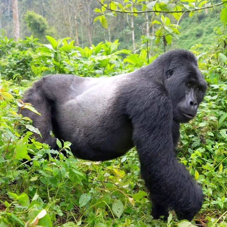 IMG-20250624-WA0071 gorilla trekking in Mgahinga Gorilla National Park