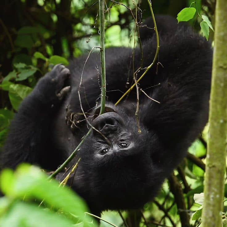 Uganda gorilla trekking with a local tour operator