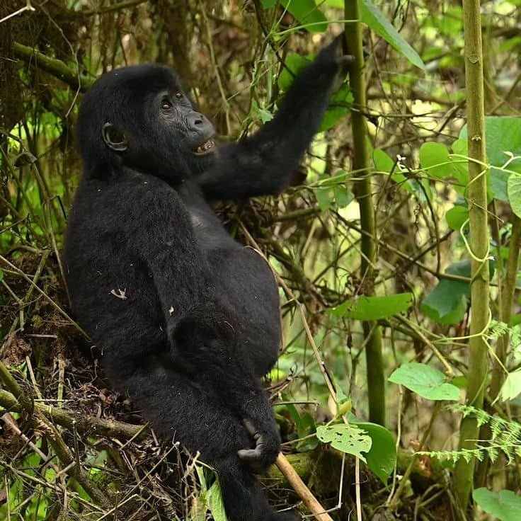 IMG-20250624-WA0073 Uganda gorilla trekking with a local tour operator